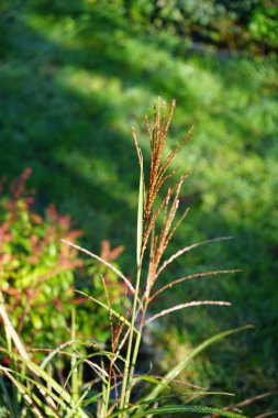 Miscanthus sinensis 'Strictus' grows in the garden in November. Miscanthus sinensis, the eulalia or Chinese silver grass, is a species of flowering plant in the grass family Poaceae. Berlin, Germany. clipart