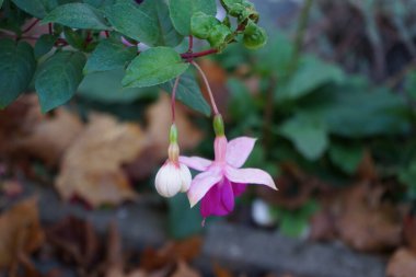 Giant fuchsia 'Deep Purple' blooms with white-purple flowers in a flower pot in November. Fuchsia, is a genus of perennial plants of the Cyprus family, Onagraceae. Berlin, Germany. clipart