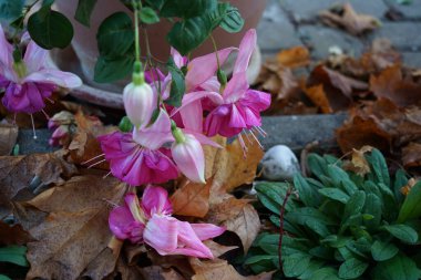 Dev fuşya 'Bella Rosella', Kasım ayında çiçek saksısında pembe ile mor çiçekleri yakar. Fuchsia, Kıbrıs Rum Kesimi 'nin Onagraceae familyasından bir bitki cinsidir. Berlin, Almanya.