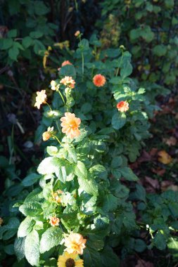 Pompon Dahlia 'Yeni Bebek' Kasım ayında turuncu-kırmızı çiçeklerle çiçek açar. Dahlia, uzun ömürlü, veremli ve bitkisel bir bitki cinsidir. Berlin, Almanya.