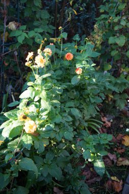 Pompon Dahlia 'New Baby' blooms with orange-red flowers in November. Dahlia is a genus of bushy, tuberous, herbaceous perennial plants. Berlin, Germany. clipart