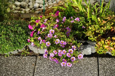 Impatiens Walleriana 'nın pembe kırmızı çiçekleri ve Calibrachoa' Kabare 'nin mor-sarı çiçekleri Kasım ayında açar. Calibrachoa, Solanaceae familyasından bir bitki cinsidir. Berlin, Almanya.