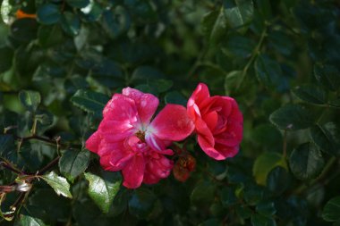 The ground cover rose, Rosa 'Palmengarten Frankfurt' grows broad-bushy and is up to 80 cm tall in November. Its bright pink flowers are richly double. Berlin, Germany.  clipart