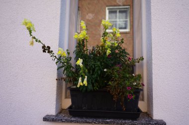 Burgundy Calibrachoa kabaresi 'İyi Geceler Öpücüğü', mor Calibrachoa spektrometresi. ve sarı Antirrhinum Majus kasım ayında bir çiçek kutusunda çiçek açar. A. majus, Antirrhinum cinsine ait bir bitki türüdür. Berlin, Almanya