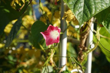 Ipomoea purpurea 'Gıdıkla Beni Pembesi' Kasım 'da açar. Ipomoea purpurea, Ipomoea familyasından bir kuş türü. Berlin, Almanya. 