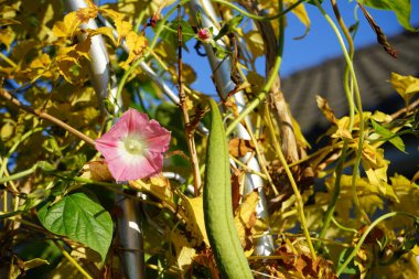 Ipomoea purpurea 'Tickle Me Pink' blooms in November. Ipomoea purpurea, the common morning-glory, tall morning-glory, or purple morning glory, is a species in the genus Ipomoea. Berlin, Germany.  clipart