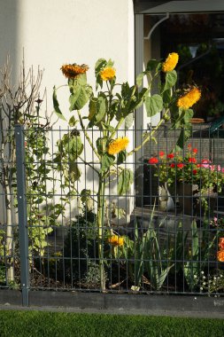 Helianthus annuus ayçiçekleri Kasım ayında uzun ve dayanıklı saplar üzerinde tam çift çiçek üretirler. Helianthus annuus, Helianthus cinsinin yıllık büyük bir forb türüdür. Berlin, Almanya.