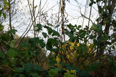 Rubus Armeniacus Kasım 'da vahşi doğada büyüyor. Rubus Armeniacus, böğürtlen grubu Rubus 'ta yer alan bir böğürtlen türüdür. Berlin, Almanya. 