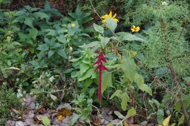 Amaranthus caudatus blooms in November. Amaranthus caudatus, Amaranthus edulis, Amaranthus mantegazzianus, love-lies-bleeding, pendant amaranth, tassel flower, velvet flower, quelite, is a species of annual flowering plant. Berlin, Germany. clipart