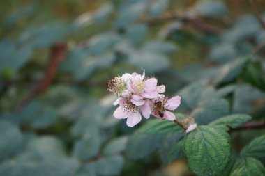 Avrupa bal arısı, Kasım ayında vahşi doğada Rubus Armeniacus 'ün pembe çiçeklerinin üzerinde oturur. Batı bal arısı ya da Avrupa bal arısı Apis mellifera, bal arısının bir türüdür. Berlin, Almanya. 