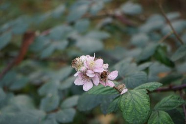 Avrupa bal arısı, Kasım ayında vahşi doğada Rubus Armeniacus 'ün pembe çiçeklerinin üzerinde oturur. Batı bal arısı ya da Avrupa bal arısı Apis mellifera, bal arısının bir türüdür. Berlin, Almanya. 