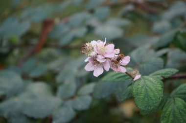 Avrupa bal arısı, Kasım ayında vahşi doğada Rubus Armeniacus 'ün pembe çiçeklerinin üzerinde oturur. Batı bal arısı ya da Avrupa bal arısı Apis mellifera, bal arısının bir türüdür. Berlin, Almanya. 