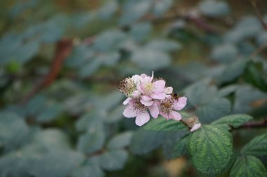 Avrupa bal arısı, Kasım ayında vahşi doğada Rubus Armeniacus 'ün pembe çiçeklerinin üzerinde oturur. Batı bal arısı ya da Avrupa bal arısı Apis mellifera, bal arısının bir türüdür. Berlin, Almanya. 