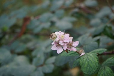 Avrupa bal arısı, Kasım ayında vahşi doğada Rubus Armeniacus 'ün pembe çiçeklerinin üzerinde oturur. Batı bal arısı ya da Avrupa bal arısı Apis mellifera, bal arısının bir türüdür. Berlin, Almanya. 