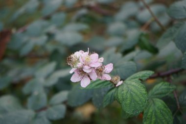 Avrupa bal arısı, Kasım ayında vahşi doğada Rubus Armeniacus 'ün pembe çiçeklerinin üzerinde oturur. Batı bal arısı ya da Avrupa bal arısı Apis mellifera, bal arısının bir türüdür. Berlin, Almanya. 