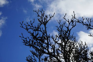 Kasım ayında bahçede büyüyen Magnolia denudata. Magnolia denudata, nilüfer ağacı ya da Yulan manolyası oldukça alçak, yuvarlak, kalın dallı ve kaba dokulu bir ağaçtır. Berlin, Almanya.