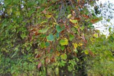 Tilia cordata with fruits grows in November. Tilia cordata, the small-leaved lime or small-leaved linden, is a species of tree in the family Malvaceae. Berlin, Germany clipart