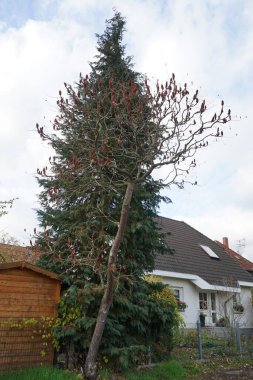 Rhus tifinası Kasım 'da büyür. Rhus typhina, Anacardiaceae familyasından bir bitki türü. Berlin, Almanya. 