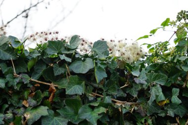 Clematis Vitalba 'nın tüylü tohumları bir çitin yanında büyüyen Hedera sarmalının yapraklarında yatar. Clematis Vitalba, yaşlı adamın sakalı ve gezginin neşesi, Ranunculaceae ailesinden bir çalıdır. Berlin, Almanya