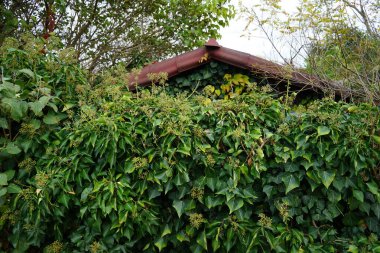 Hedera colchica, H . helix var. Colchica Kasım ayında bir çitin yanında yetişiyor. Hedera colchica, Hedera cinsinde bir sarmaşık türüdür. Berlin, Almanya. 