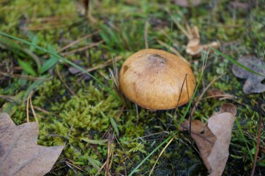 Suillus luteus mantarı Kasım 'da büyüyor. Suillus luteus, mantargiller (Suillus) familyasından bir mantar türü. Berlin, Almanya. 