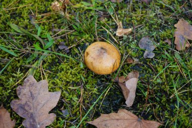 Suillus luteus mushroom growing in November. Suillus luteus is a bolete fungus, and the type species of the genus Suillus. Berlin, Germany.  clipart