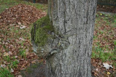 Burl, bir meşe ağacı olan Quercus Robur 'da büyüdü. Burr ya da burr, tahılın deforme bir şekilde büyüdüğü bir ağaçtır. Berlin, Almanya.