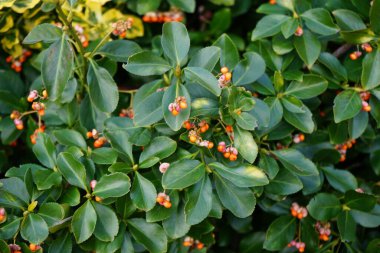 Kasım ayında meyveli Euonymus japonicus büyür. Euonymus japonicus, Çeçengiller (Celastraceae) familyasından bir bitki türü. Berlin, Almanya 