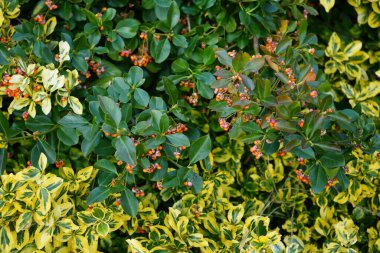 Kasım ayında meyveli Euonymus japonicus büyür. Euonymus japonicus, Çeçengiller (Celastraceae) familyasından bir bitki türü. Berlin, Almanya 
