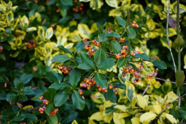 Kasım ayında meyveli Euonymus japonicus büyür. Euonymus japonicus, Çeçengiller (Celastraceae) familyasından bir bitki türü. Berlin, Almanya 