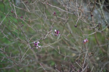 Şırınga ergenliği kasımda çiçek açar. Şırınga ergenliği, Oleaceae familyasından bir bitki türü. Berlin, Almanya 