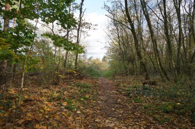 Kasım ayında sonbahar bitki örtüsüyle güzel bir manzara Berlinliler 'in dinlenme alanında yer almaktadır. Berlin, Almanya.