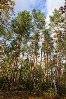 Kasım ayında sonbahar bitki örtüsüyle güzel bir manzara Berlinliler 'in dinlenme alanında yer almaktadır. Berlin, Almanya.