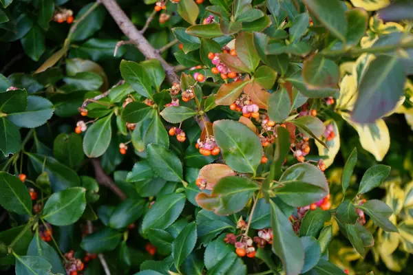 Kasım ayında meyveli Euonymus japonicus büyür. Euonymus japonicus, Çeçengiller (Celastraceae) familyasından bir bitki türü. Berlin, Almanya 