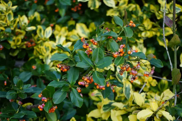 Kasım ayında meyveli Euonymus japonicus büyür. Euonymus japonicus, Çeçengiller (Celastraceae) familyasından bir bitki türü. Berlin, Almanya 
