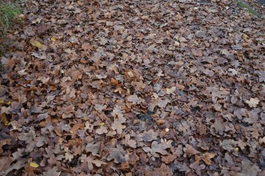 Sonbahar yaprakları Kasım ayında park dinlenme alanında bulunur. Berlin, Almanya. 