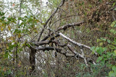 Kasım ayında sonbahar bitki örtüsüyle güzel bir manzara Berlinliler 'in dinlenme alanında yer almaktadır. Berlin, Almanya.