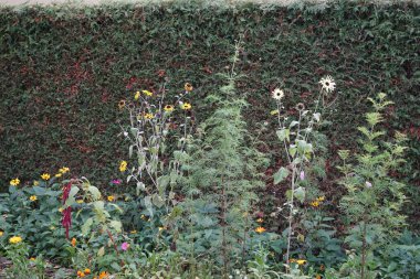 Meadow flowers bloom against the backdrop of a hedge in November. Berlin, Germany. clipart