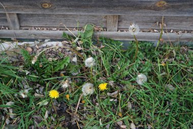 Taraxacum erythrospermum subsp. brachyglossum, Kasım ayında sarı çiçekler ve kabarık tohumlar üretir. Taraxacum brachyglossum, papatya familyasından bir karahindiba türüdür. Berlin, Almanya