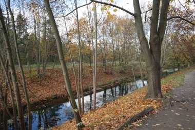 Kasım ayında sığ Wuhle Nehri sonbahar bitkileriyle çevrilidir. Wuhle, Spree 'nin küçük bir sağ kıyısı haracı. Berlin, Almanya. 