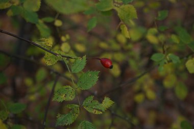 Rosa arvensis Kasım 'da meyve yetiştiriyor. Rosa arvensis, tarla gülü ve beyaz çiçekli bir gül türüdür. Berlin, Almanya. 