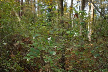 Symphoricarpos albus with white fruits grows in November in the forest. Symphoricarpos albus is a species of flowering plant in the honeysuckle family known by the common name common snowberry. Berlin, Germany. clipart