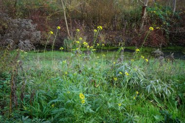 Sisymbrium loeselii, Kasım ayında nehir kıyısında sarı çiçeklerle açar. Sisymbrium loeselii, Londra-Roketi (İngilizce: 