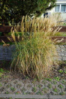 Miscanthus Sinensis Kasım 'da büyür. Miscanthus sinensis, Çimengiller (Poaceae) familyasından bir bitki türü. Berlin, Almanya 