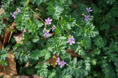 Erodium cicutarium blooms with pink-purple flowers in November. Erodium cicutarium, common stork's-bill, redstem filaree, redstem stork's bill or pinweed, is a herbaceous annual member. Berlin, Germany  clipart