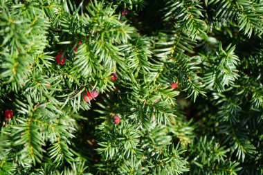 Kasım ayında kırmızı meyveli Taxus Baccata büyür. Taxus baccata, Taxaceae familyasından bir bakteri türü. Berlin, Almanya 