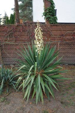 Kasım ayında Yucca beyaz çiçeklerle çiçek açar. Yucca, kuşkonmazgiller (Agavoideae) familyasından bir çalılık cinsidir. Berlin, Almanya