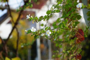 Sutera kordatası 'Büyük Baja' Kasım ayında bir saksıda beyaz çiçeklerle çiçek açar. Chaenostoma cordatum (sutera cordata, bacopa cordata, sutera diusus veya bacopa), Chaenostoma cinsinde bir tür. Berlin, Almanya 