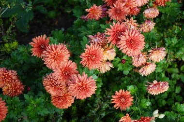 Kışın sert kırmızı-turuncu kasımpatılar kasımda çiçek açar. Kasımpatılar, mırıldanmalar ya da kasımpatılar, Asteraceae familyasındaki kasımpatı türünün çiçek açan bitkileridir. Berlin, Almanya.  