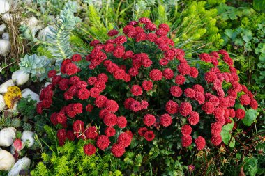 Kasımda kasımpatı indium 'Zsa Zsa' çiçekleri kırmızı-burgundy çiçekleriyle açar. Krisanthemum indicum, Asteraceae familyasından ve kasımpatı cinsinden bir çiçek bitkisidir. Berlin, Almanya.